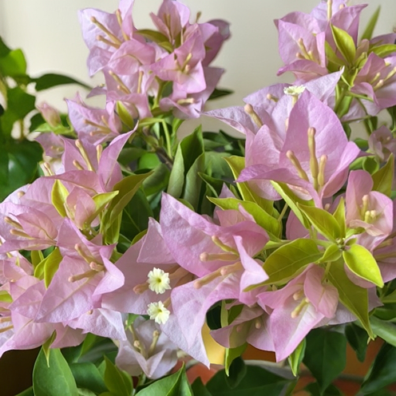 粉天使三角梅盆栽花卉四季开花好养易活阳台庭院室外基地包邮发货