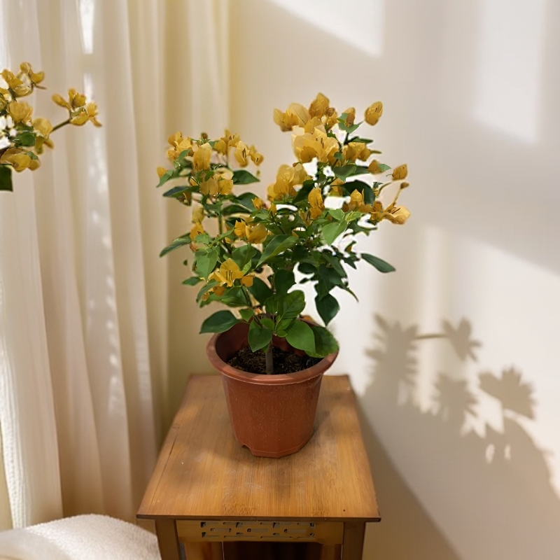 金色光辉三角梅盆栽花卉四季开花勤花室外基地阳台爬藤顺丰包邮