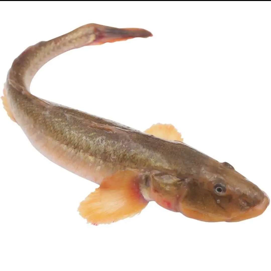 【小爱推荐】沙光鱼龙尾鱼 5斤 鲜活速冻加冰连云港发货