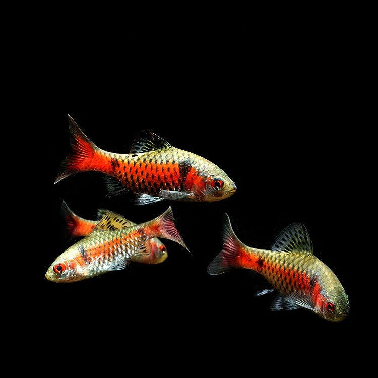 5钻石彩虹鲫鱼 观赏鱼杂食南美小型热带鱼淡水鱼好养色彩美丽群游