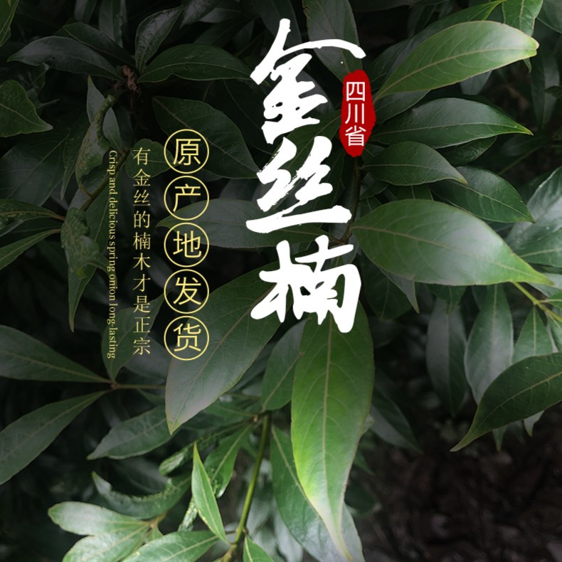 （现场选苗）一单一拍四川金丝楠木