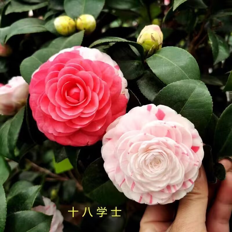 十八学士茶花白底茶花正宗带花苞室内四季绿植多色山茶花阳台热卖