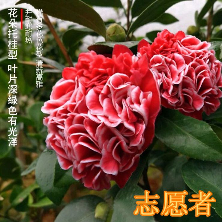 志愿者稀有名贵托桂型品种茶花阳台窗台盆栽早花福建龙岩茶花