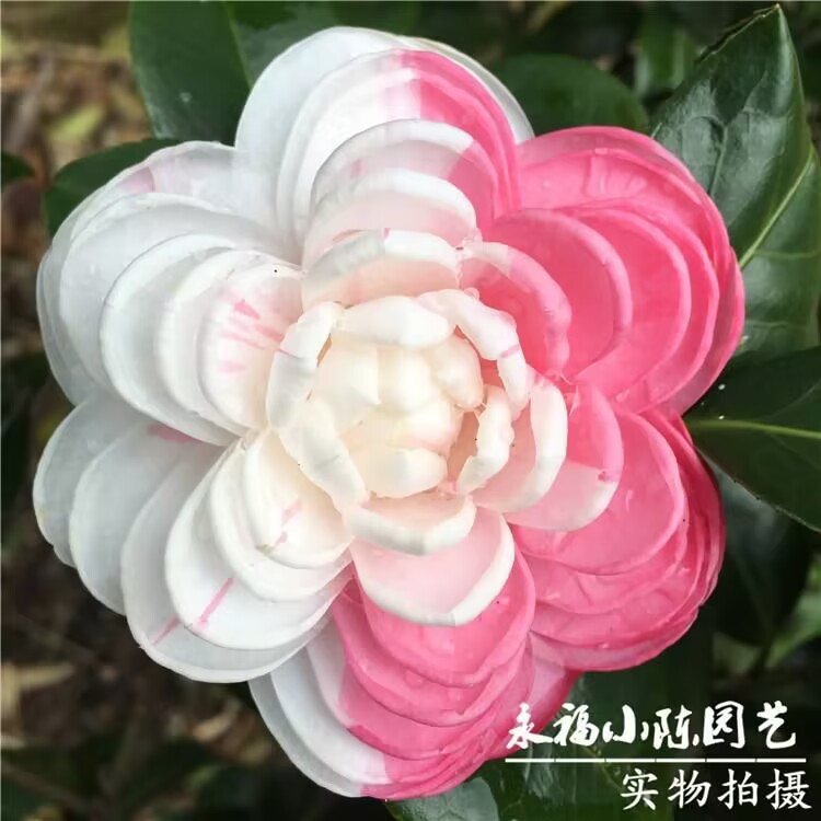 彩槟榔茶花 珍贵品种一树多色 室内外绿植花卉盆栽