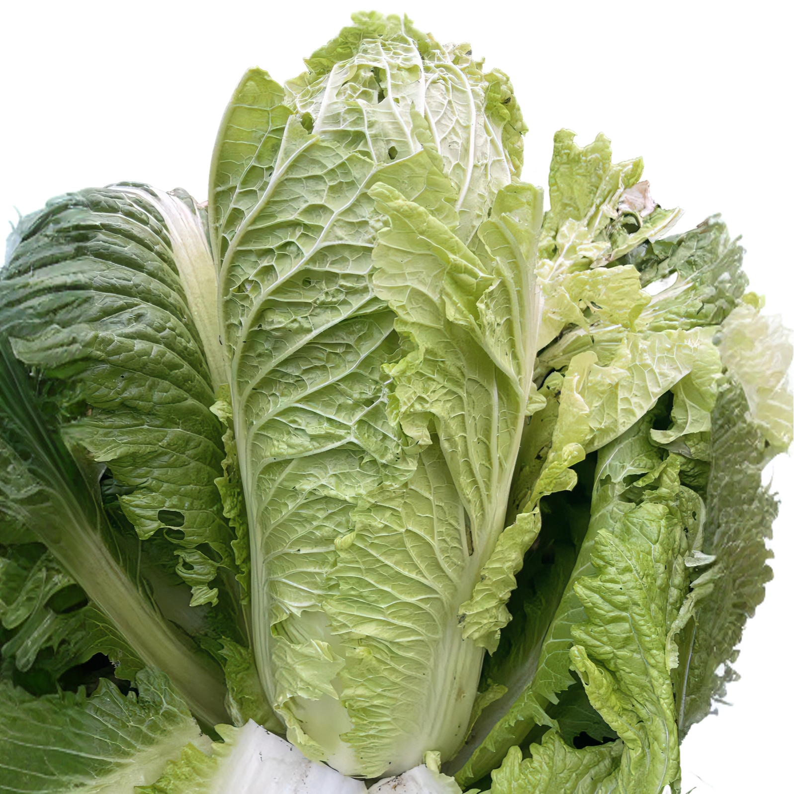 馥农（秋大姐推荐）生态白菜农场自种