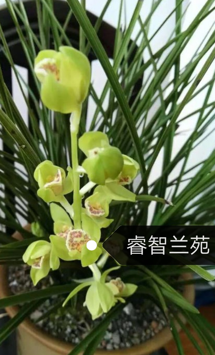 直播国兰专用拍下付款标记品种