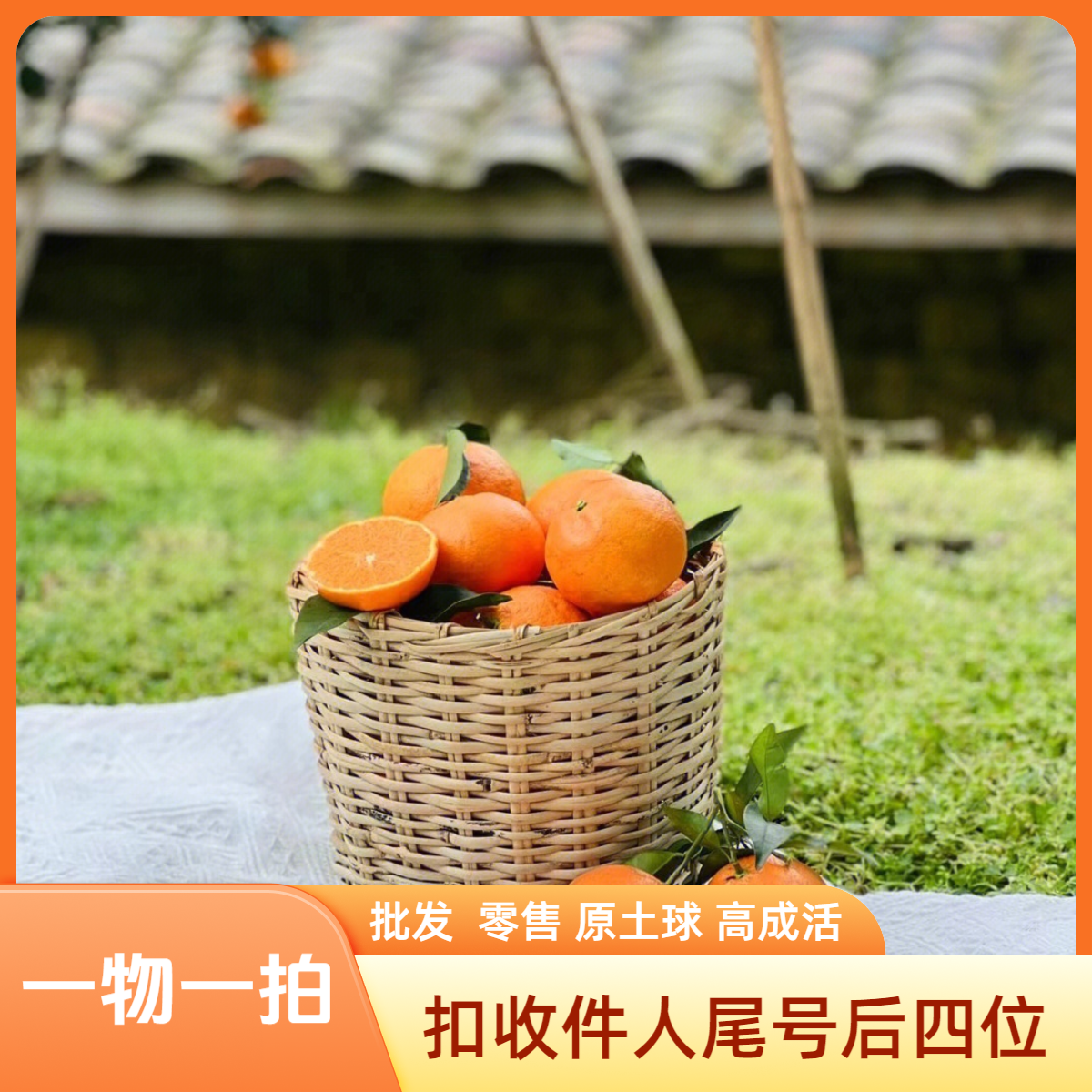 正宗嫁接苗【一物一拍】专用链接 橘子树苗带土球高成活种植