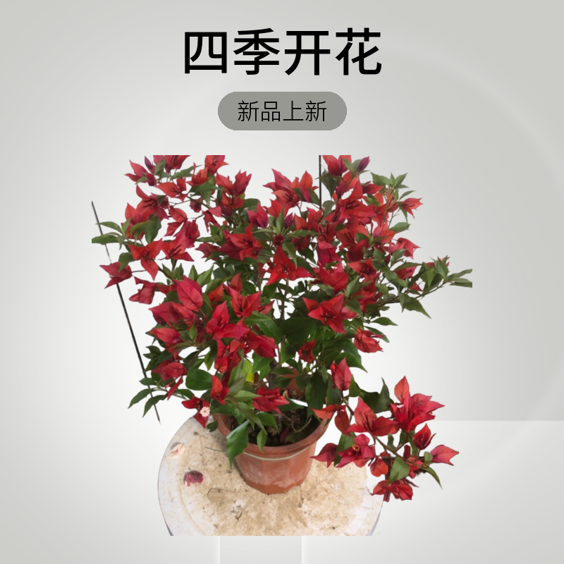三角梅四季开花，介意掉花落叶慎拍