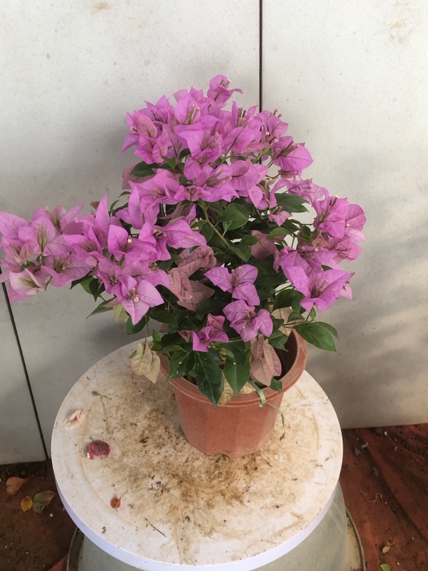 三角梅四季开花，介意掉花落叶慎拍