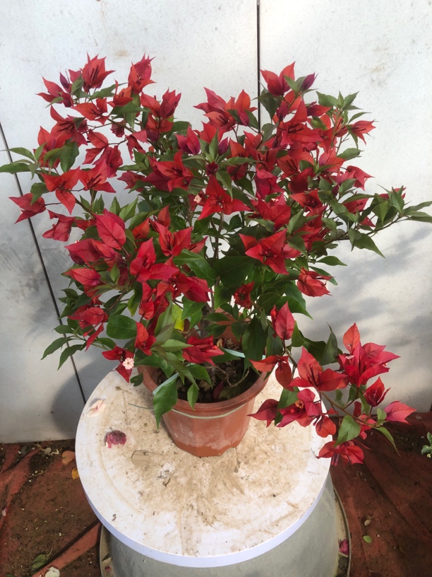 无品牌三角梅四季开花，介意掉花绿叶慎拍