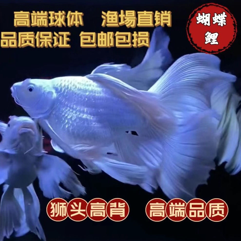 台湾狮头球体蝴蝶鲤15至21公分观赏鱼狮头高背冷水大尾巴观赏鱼