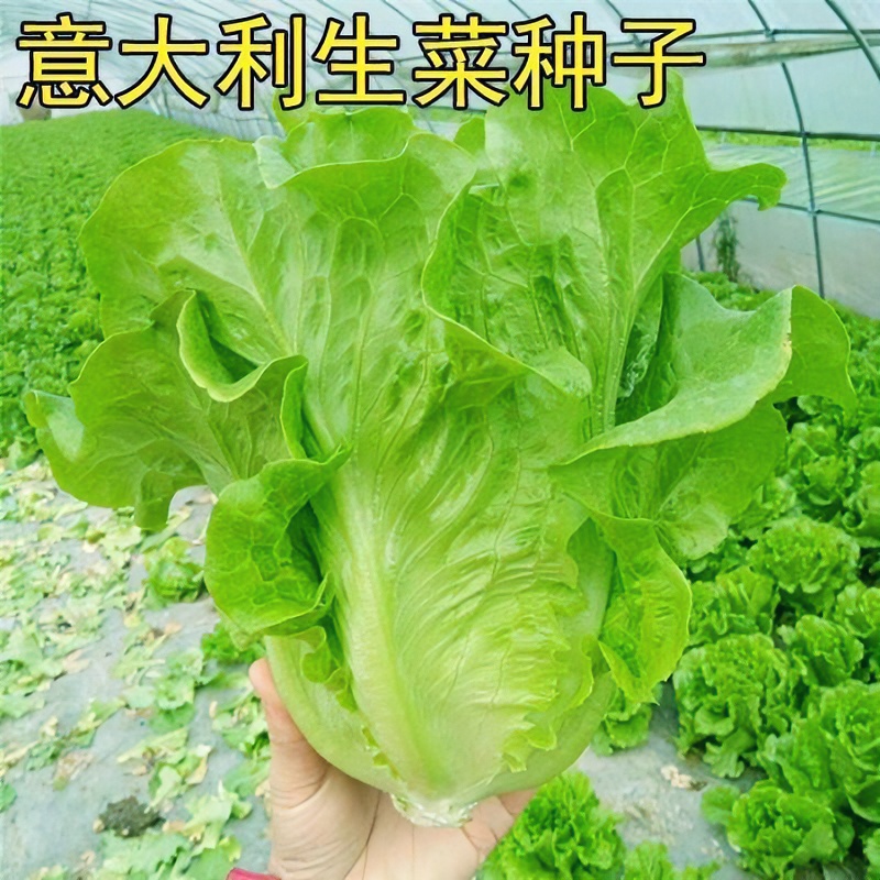 意大利生菜优质种子抽苔阳台四季播种蔬菜生吃有机生菜种籽