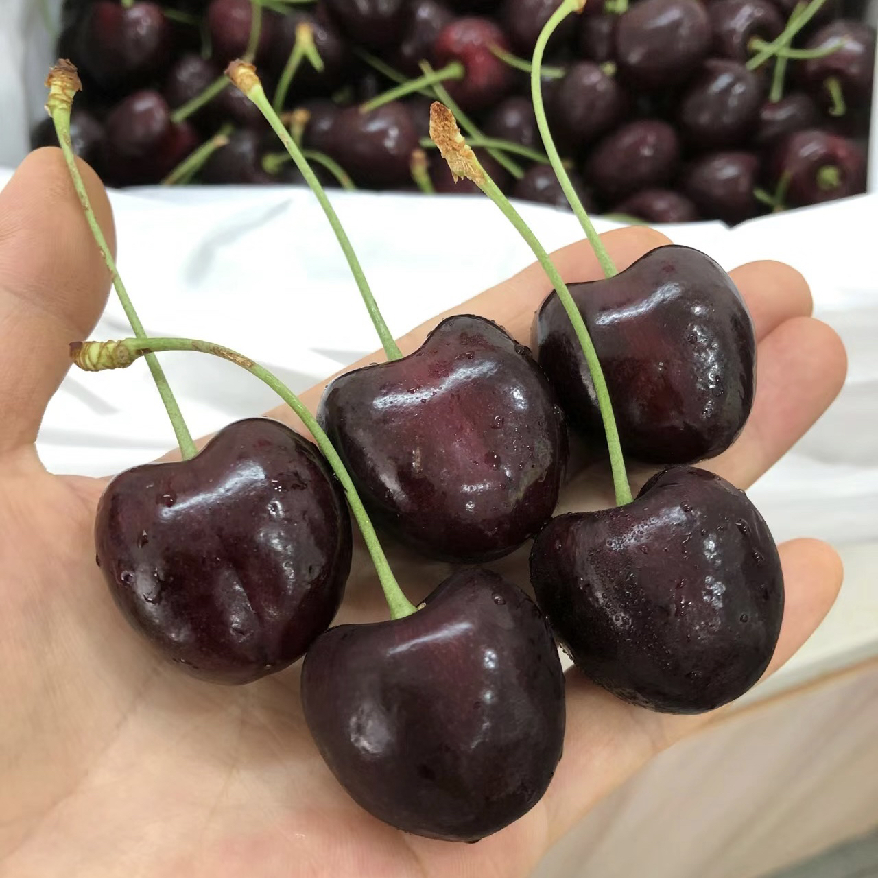 【顺丰包邮】智利桑提娜3J车厘子5斤原箱新鲜水果樱桃