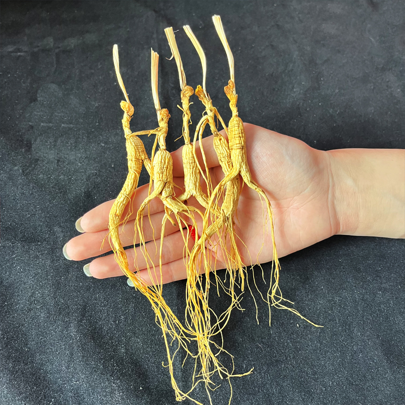 高龄林下参5支真空装