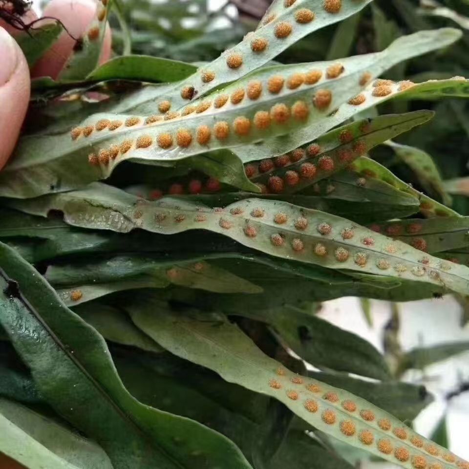 丽君东北特产深山小草-50克-赠枸杞