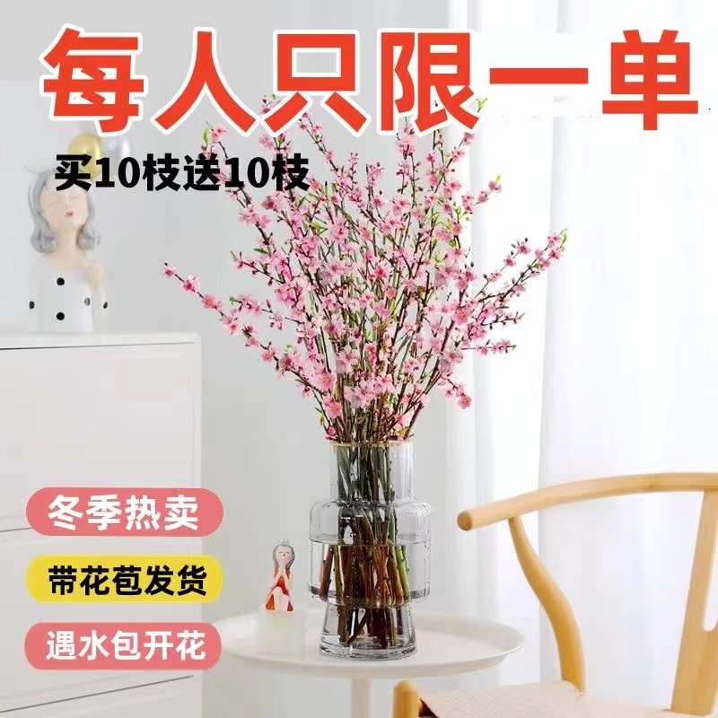 年宵花高档梅花枝遇水开花冬季鲜花梅花水培新年装饰阳台干枝桃花