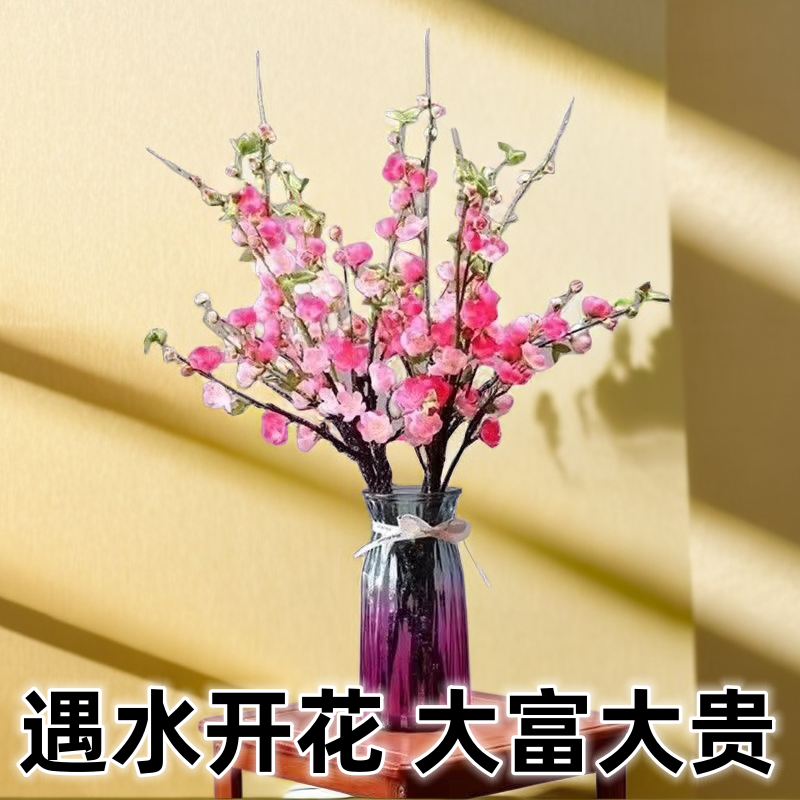 【遇水开花】鲜枝红梅客厅水培植物室内花好养耐寒水培浓香型带花苞