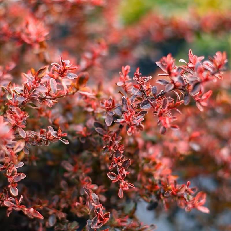 小丑火棘盆栽庭院绿篱耐热耐寒变色观叶植物彩叶灌木