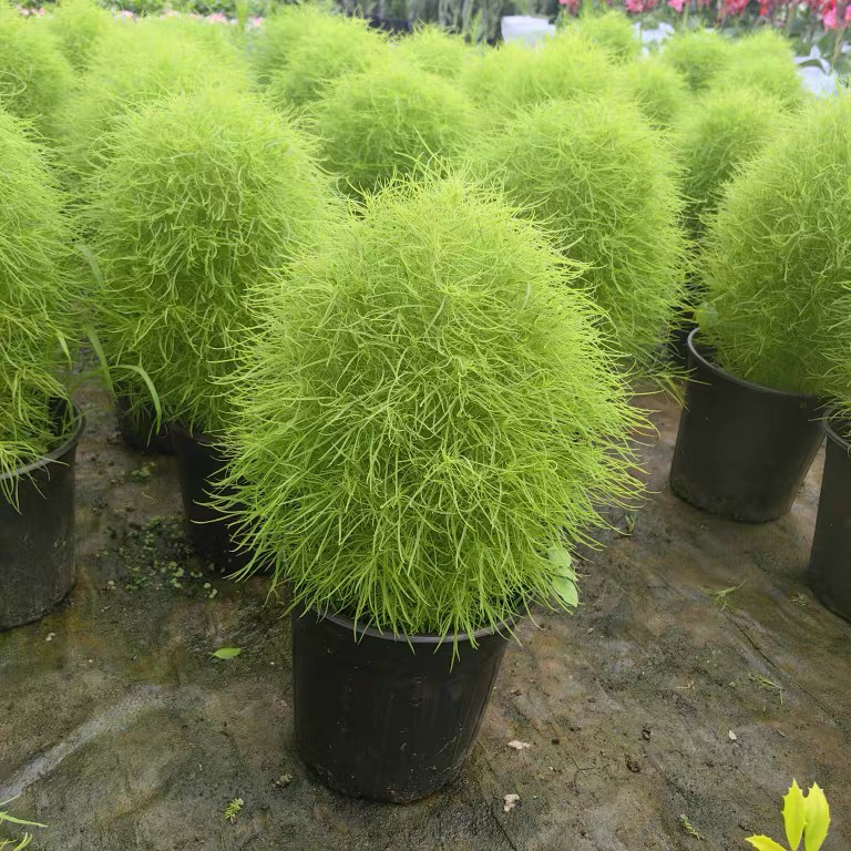 地肤绿草草坪花卉春秋四季庭院盆栽