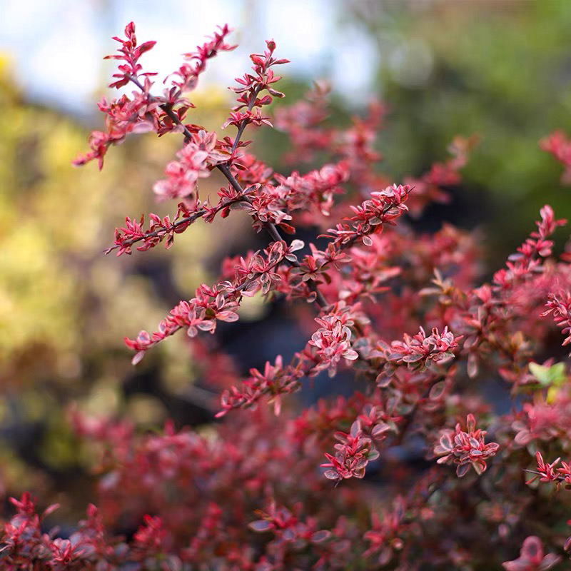 小丑火棘花镜盆栽庭院花园多年生灌木耐寒耐热彩色木观叶植物包邮