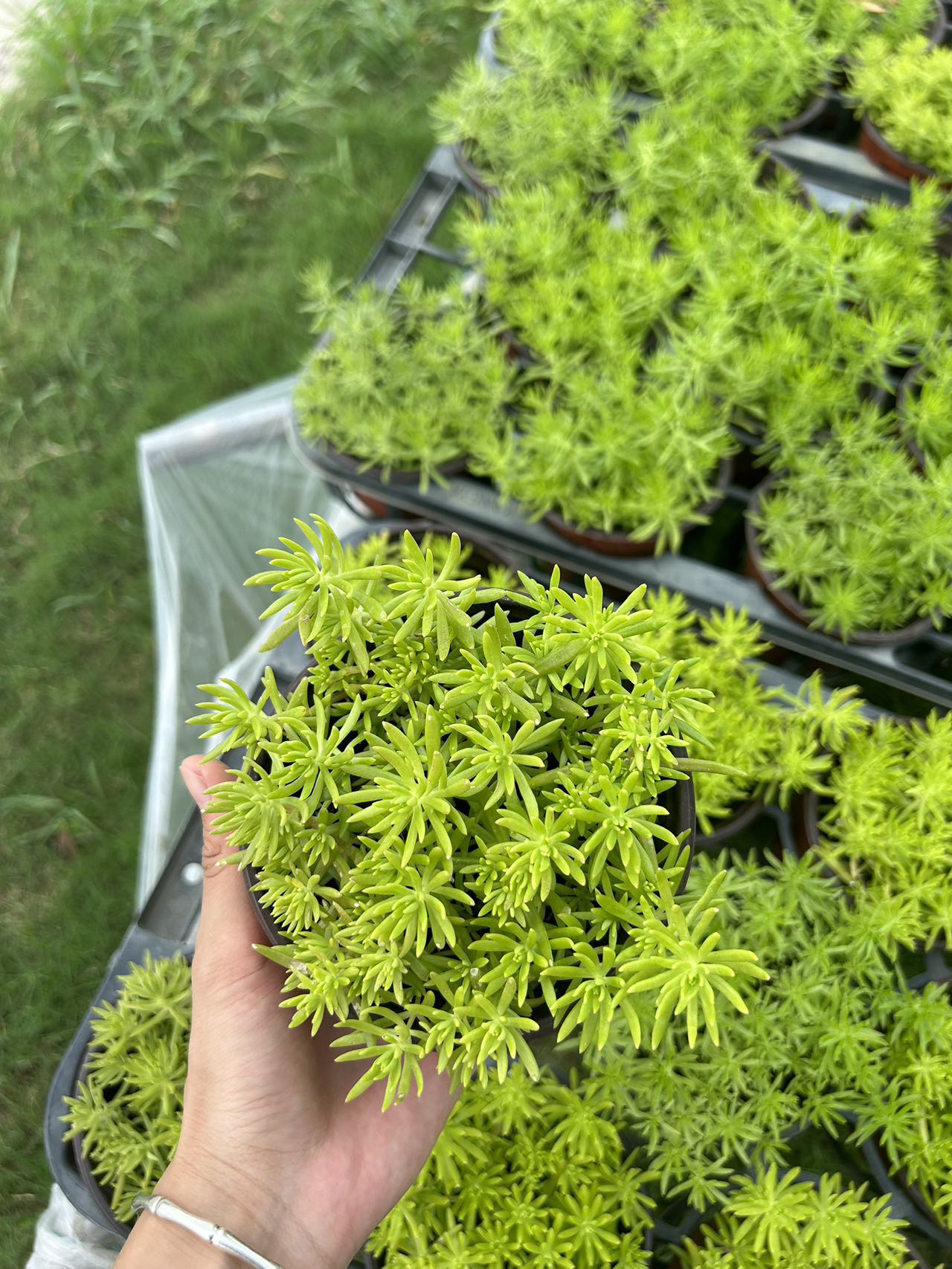 佛甲草苗黄金金叶佛甲草草皮耐寒地被植物