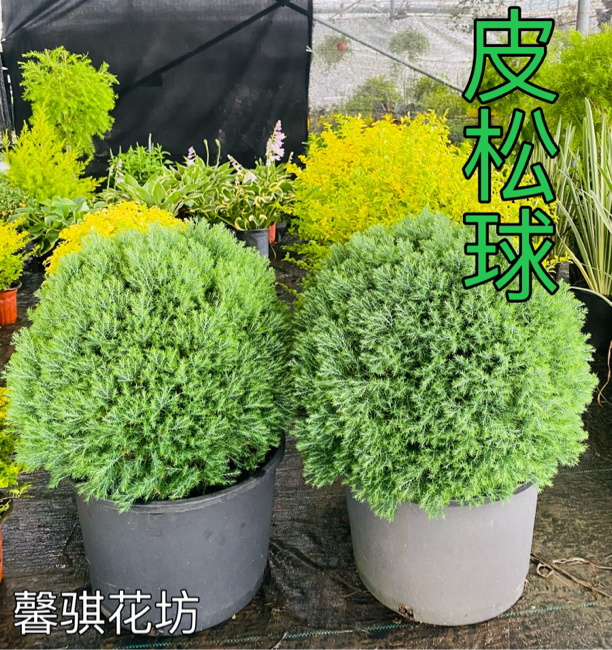 皮球松盆栽蓝湖柏绿植耐寒耐热四季常青可地栽雾凇花镜植物蓝冰柏