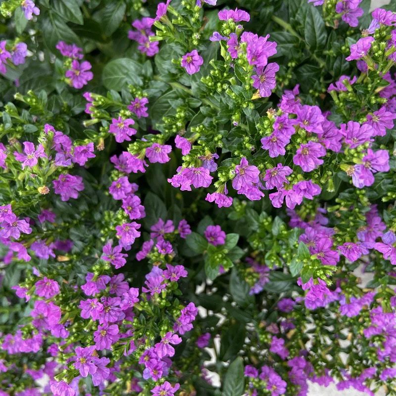 进口金叶紫花满天星盆栽庭院阳台四季绿植稀有品种耐寒好养活包邮