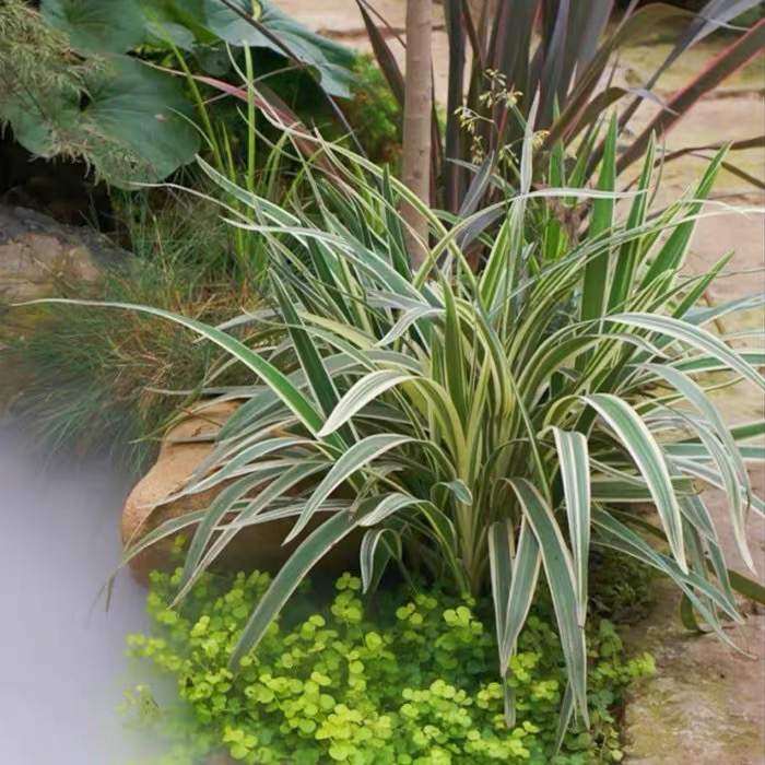 花叶山菅兰 银边山菅兰 庭院阳台多年生观叶植物园耐热耐阴常绿