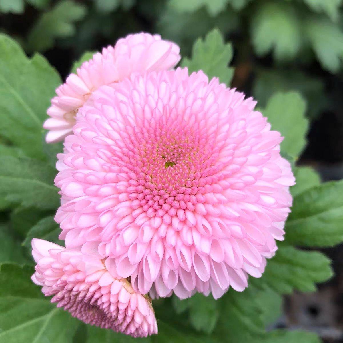 乒乓菊盆栽带花苞小雏菊大苗四季开花好养阳台庭院花卉多年生菊花