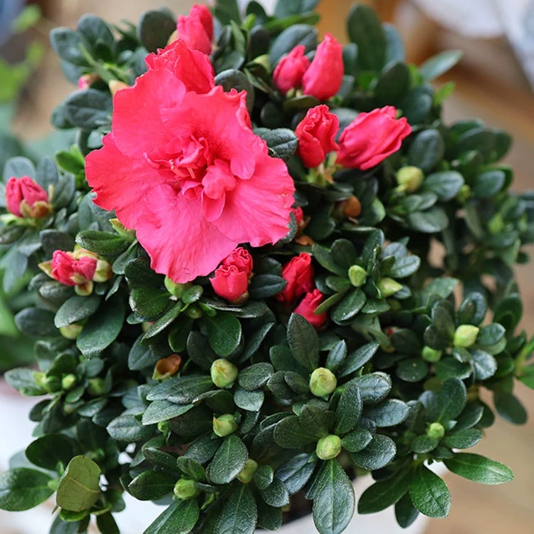 杜鹃花盆栽四季开花四季常青室内室外阳台花卉绿植盆景净化空气