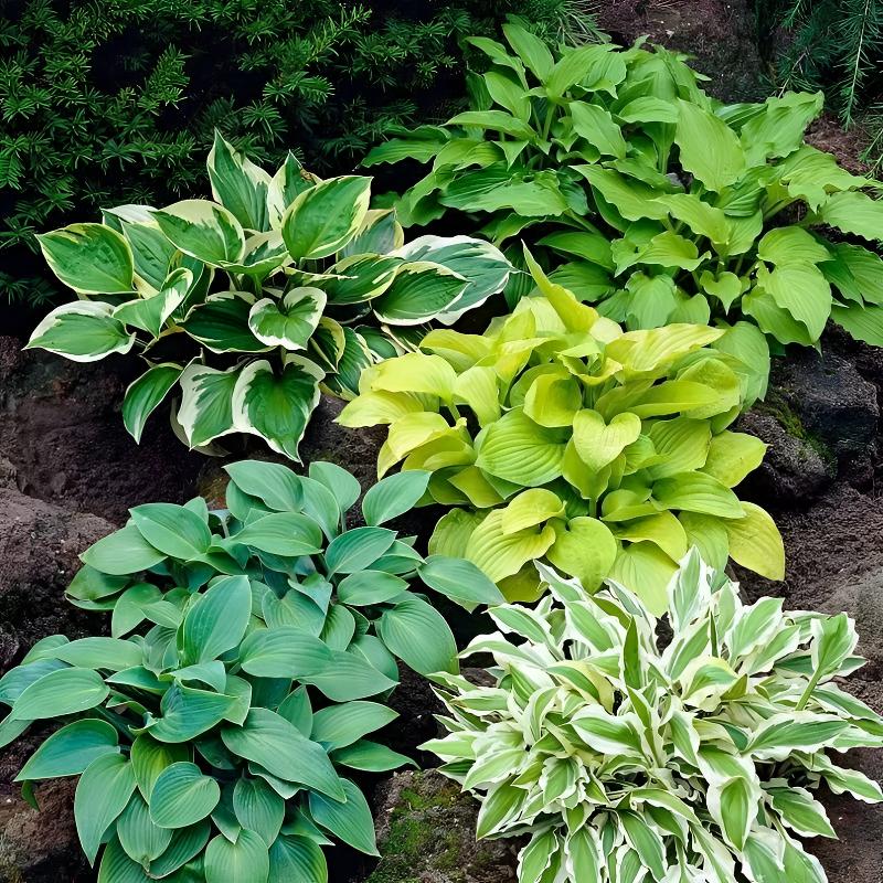 玉簪花盆栽大苗 庭院阳台多年生宿根植物包邮