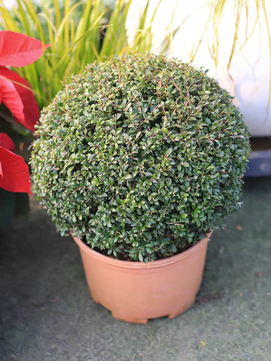 花境植物 龟甲冬青落地球 小叶冬青庭院阳台盆栽四季常青耐热耐寒