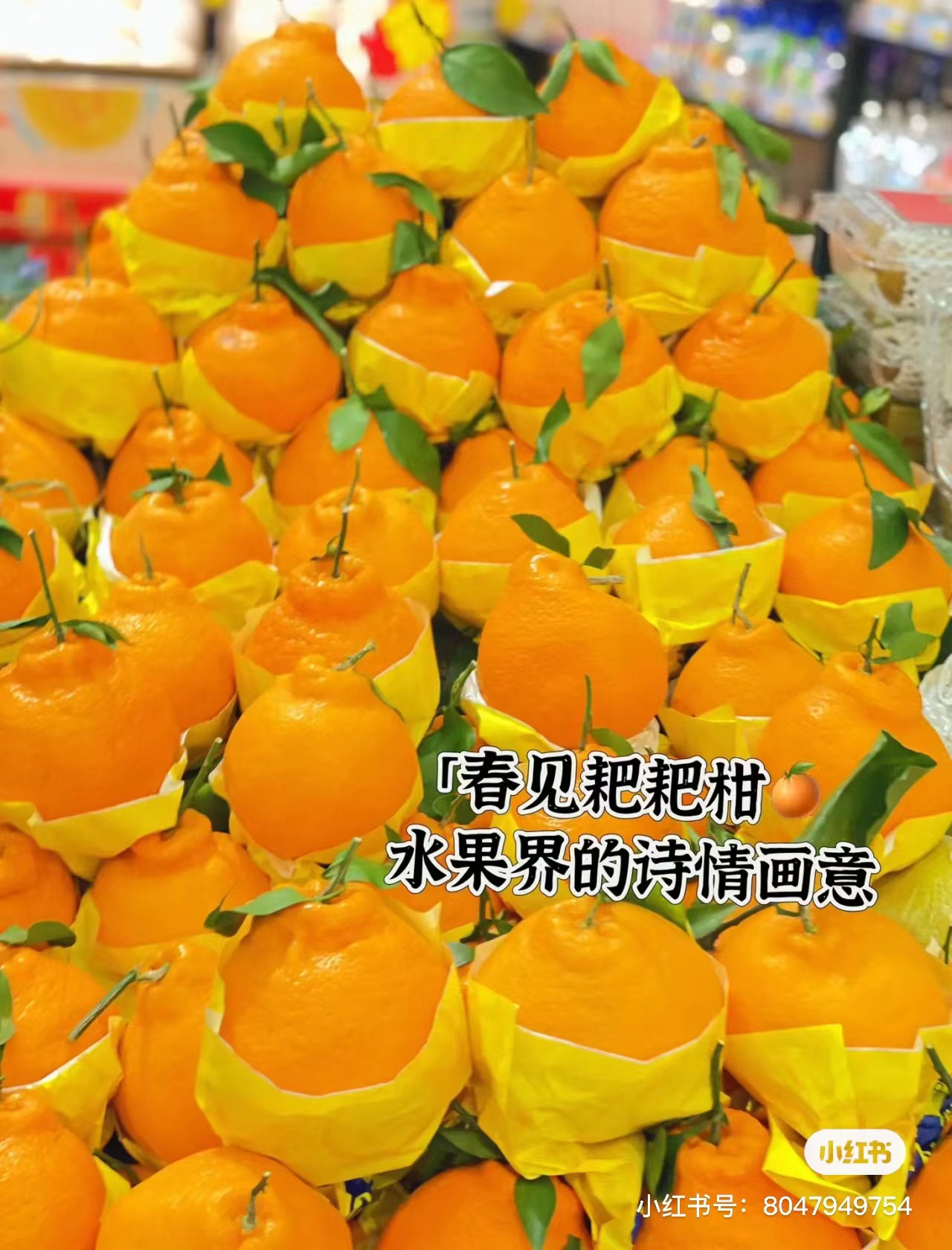 精品粑粑柑  5斤 （纯甜无酸）