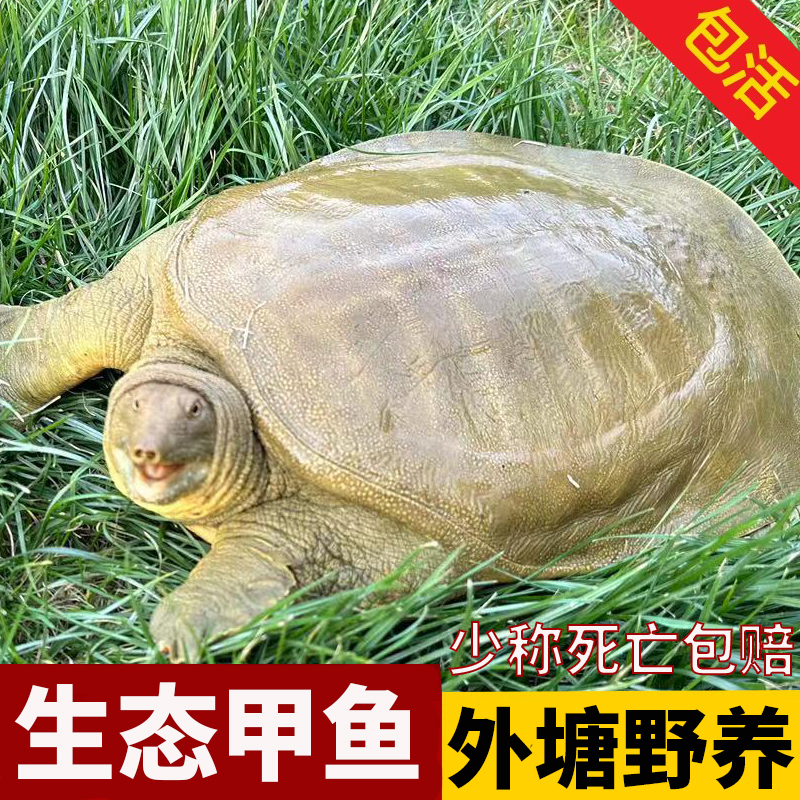 老甲鱼现抓活发浙江嘉兴外塘冷水活体生态外塘公甲鱼甲鱼