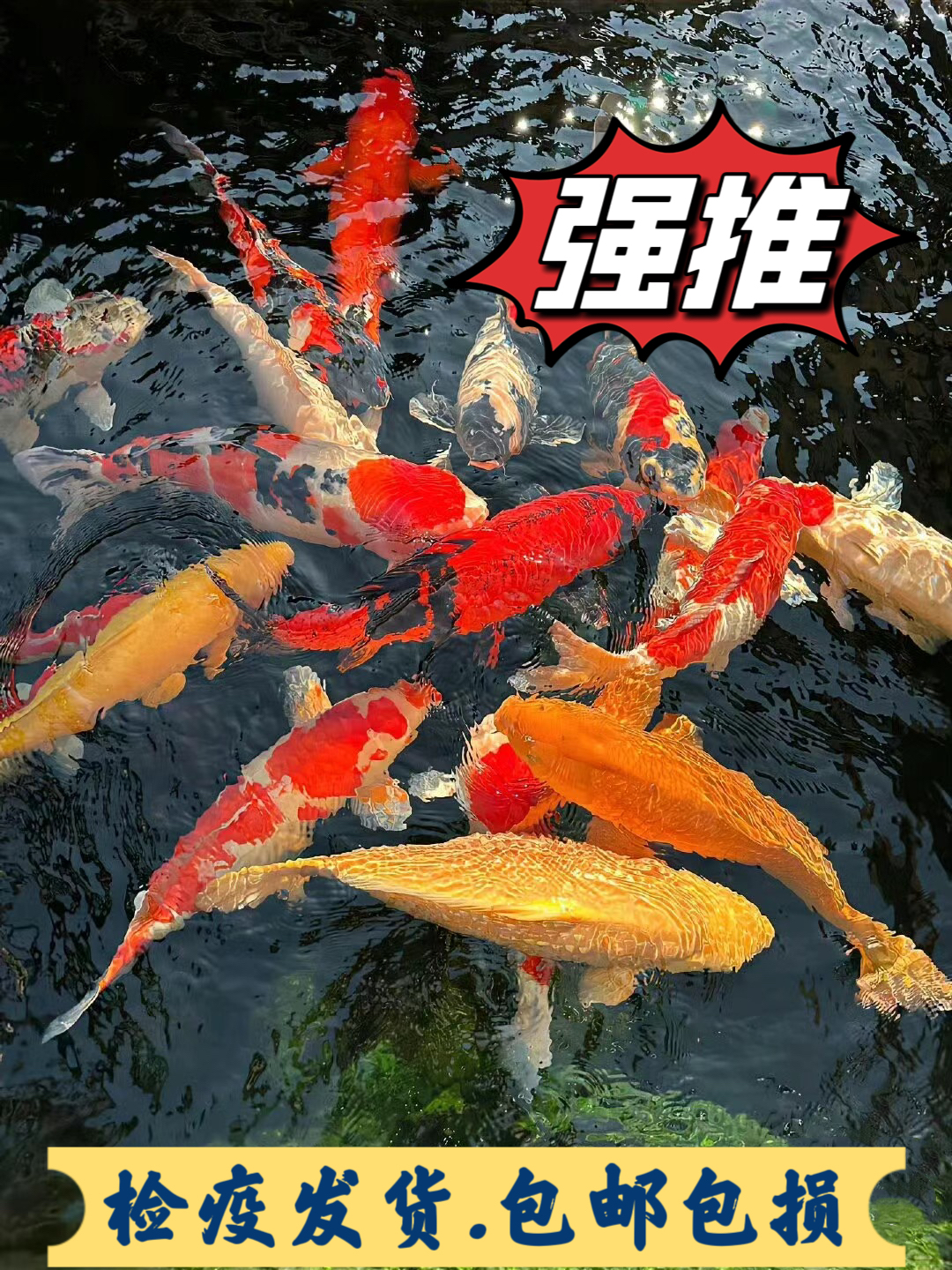 26-31公分111直播甄选血统锦鲤观赏鱼顺丰发货养殖锦鲤鱼养鱼