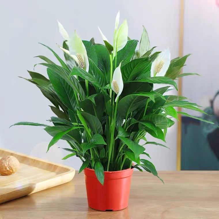白掌盆栽植物一帆风顺室内好养绿植办公室四季开花净化空气吸甲醛