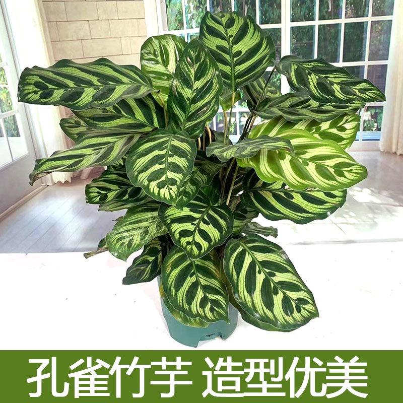 孔雀竹芋大盆栽四季常绿植物客厅吸甲醛绿植容易养活花卉室内耐阴