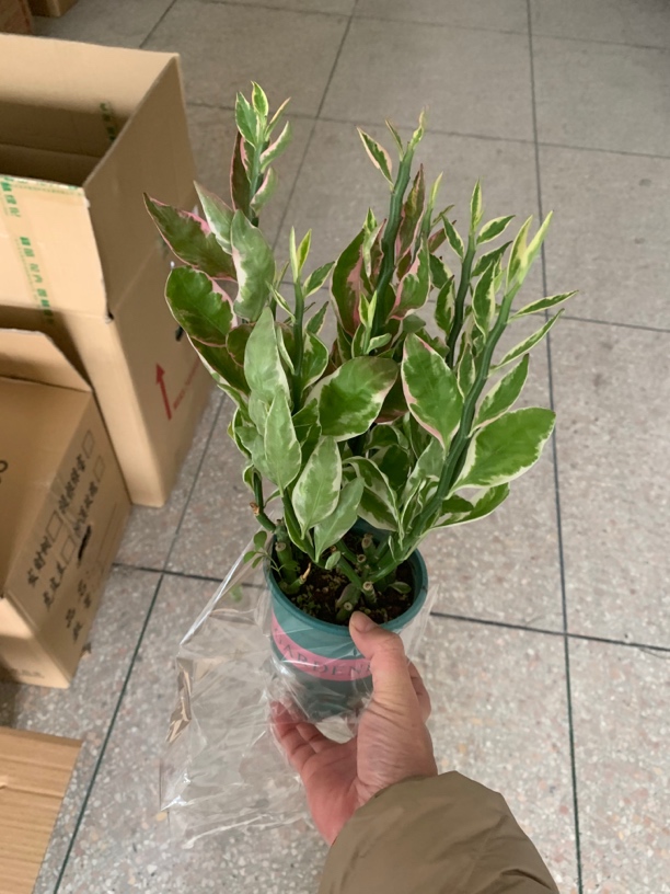 红雀珊瑚红雀掌盆栽绿植客厅花卉植物室内花四季常青好养净化空气