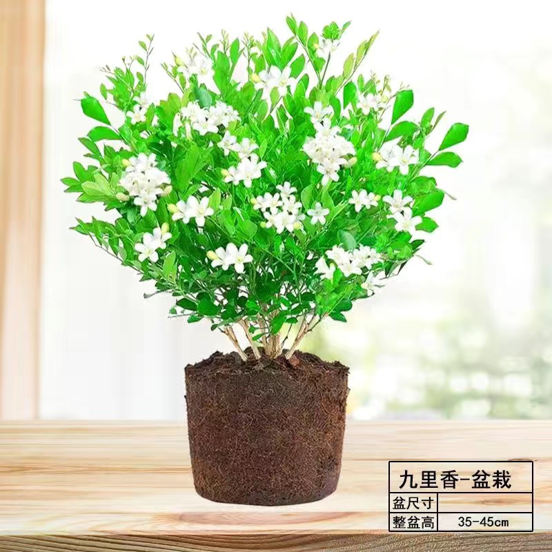 九里香盆栽老桩苗阳台四季常青绿植花开浓香型庭院驱蚊植物七里香