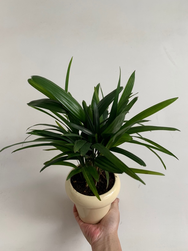 棕竹盆栽金山棕室内植大型绿植花卉盆栽观叶植物四季常青净化空气