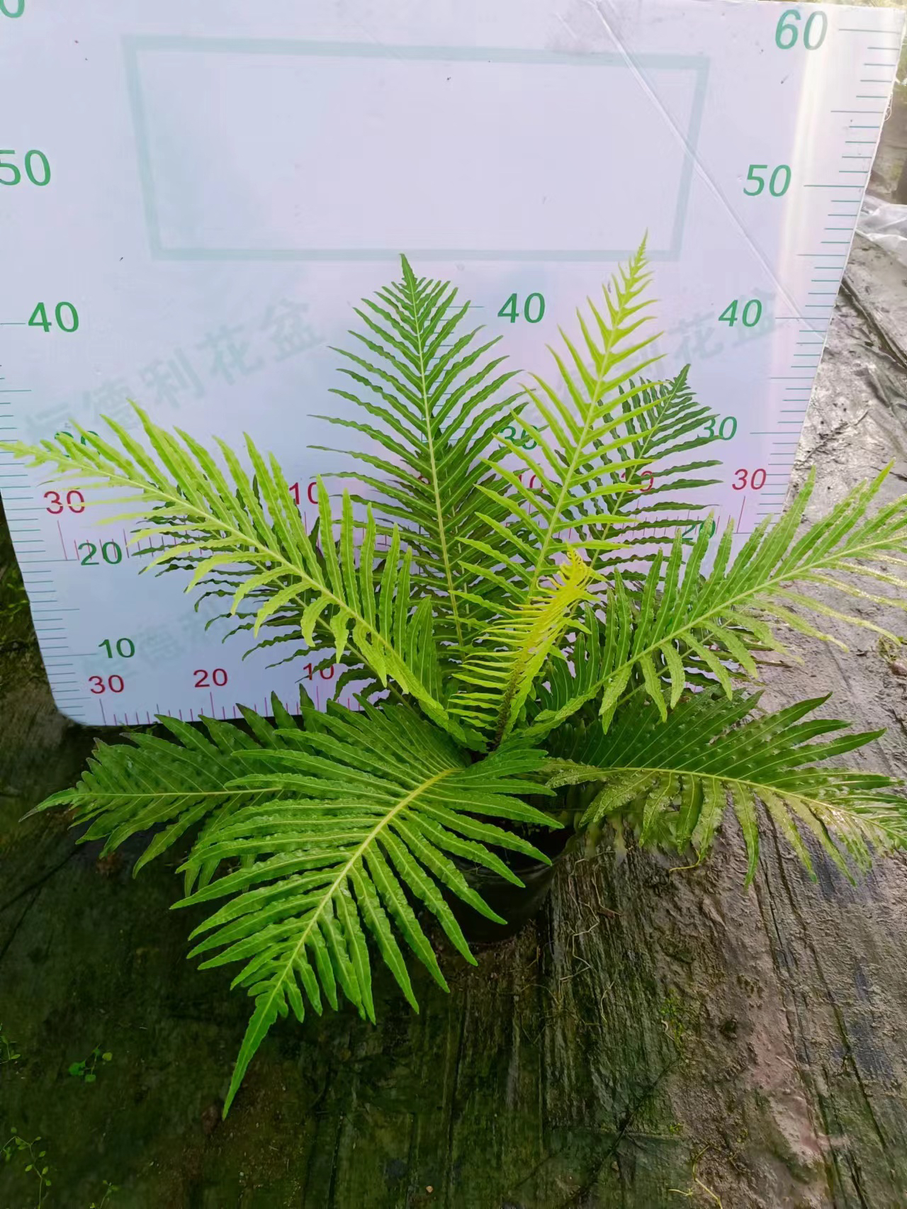 富贵蕨盆栽大型观叶类室内办公植物吸甲醛净化空气北欧风四季常青