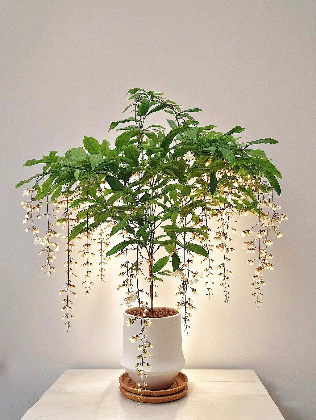 垂丝茉莉盆栽带花苞老桩阳台室内垂吊风车易活绿植物花卉四季开花