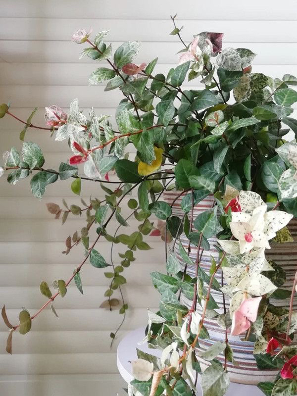 花叶络石盆栽四季五彩叶花卉办公室爬藤垂吊绿植彩虹吊兰室内植物