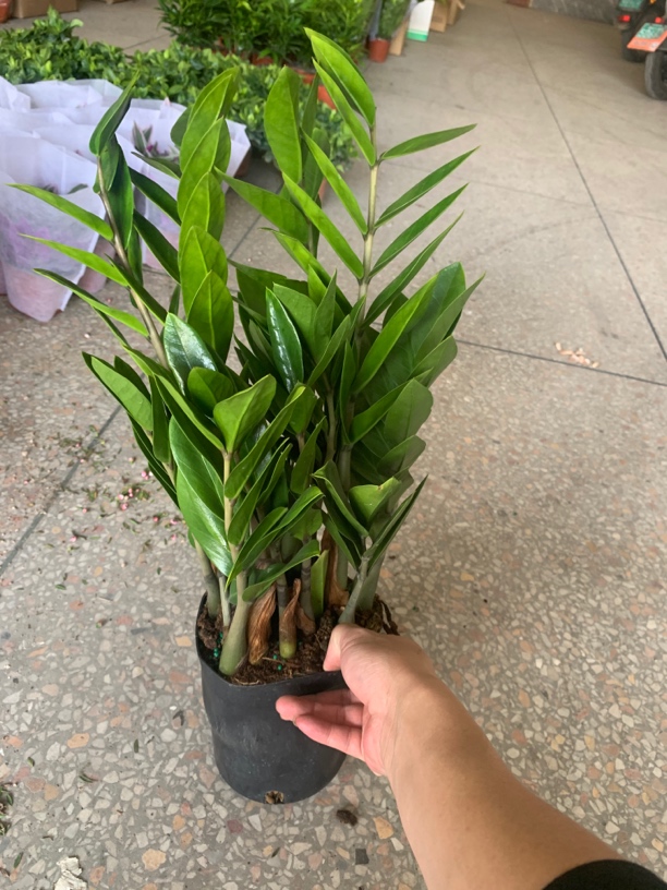 金钱树盆栽花卉植物室内客厅招财摇树钱串子绿植发财树四季好养活