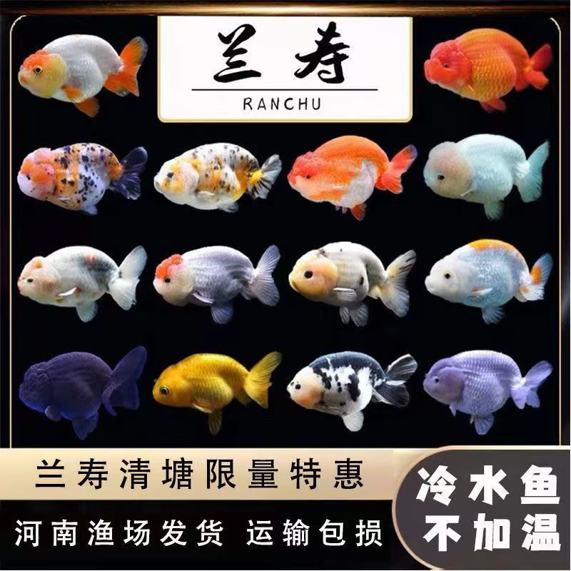蓝瘦随机一条尺寸6-8cm