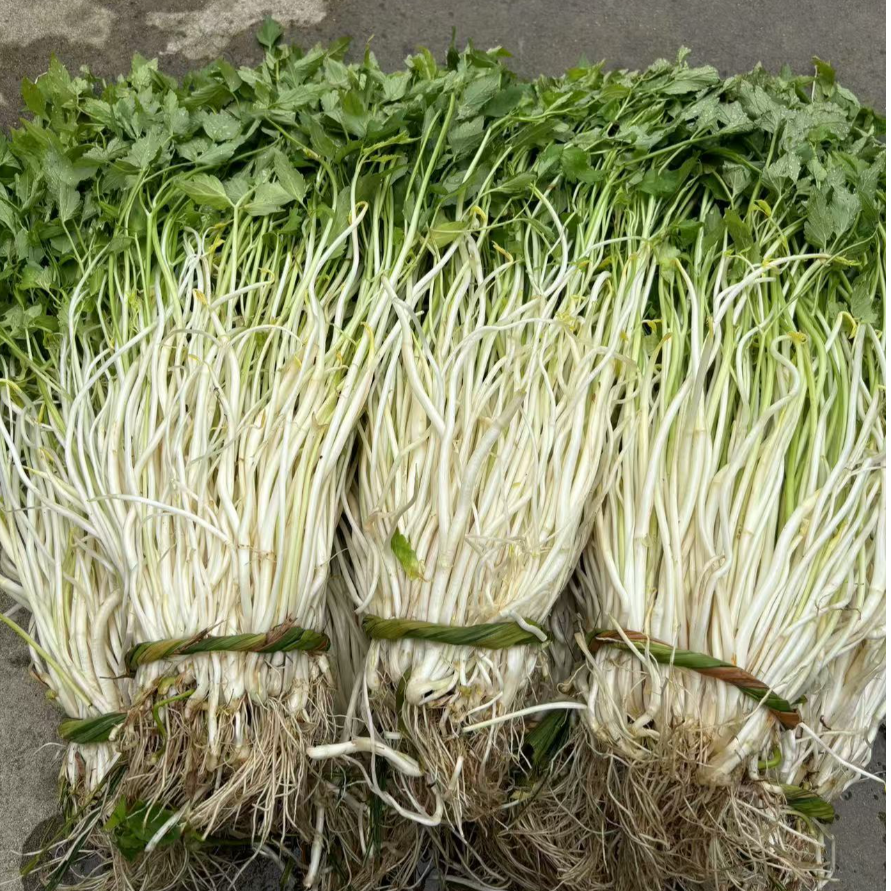 安徽安庆石牌特产芹菜芽新鲜蔬菜芽子石牌白芹当天现挖顺丰发货