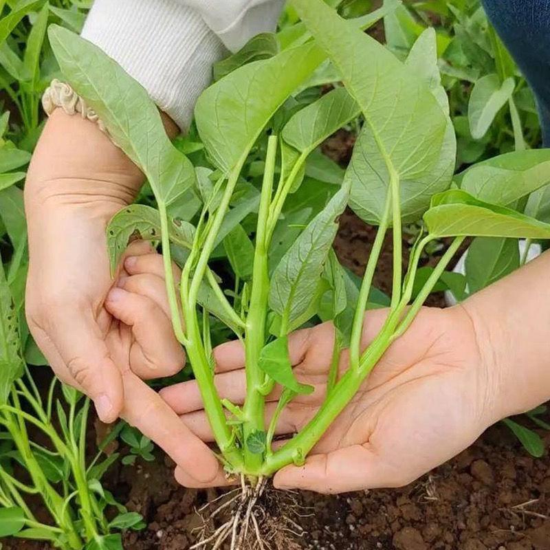 三叉空心菜种子籽盆栽四季水培农家阳台庭院种植蔬菜种子营养甜脆