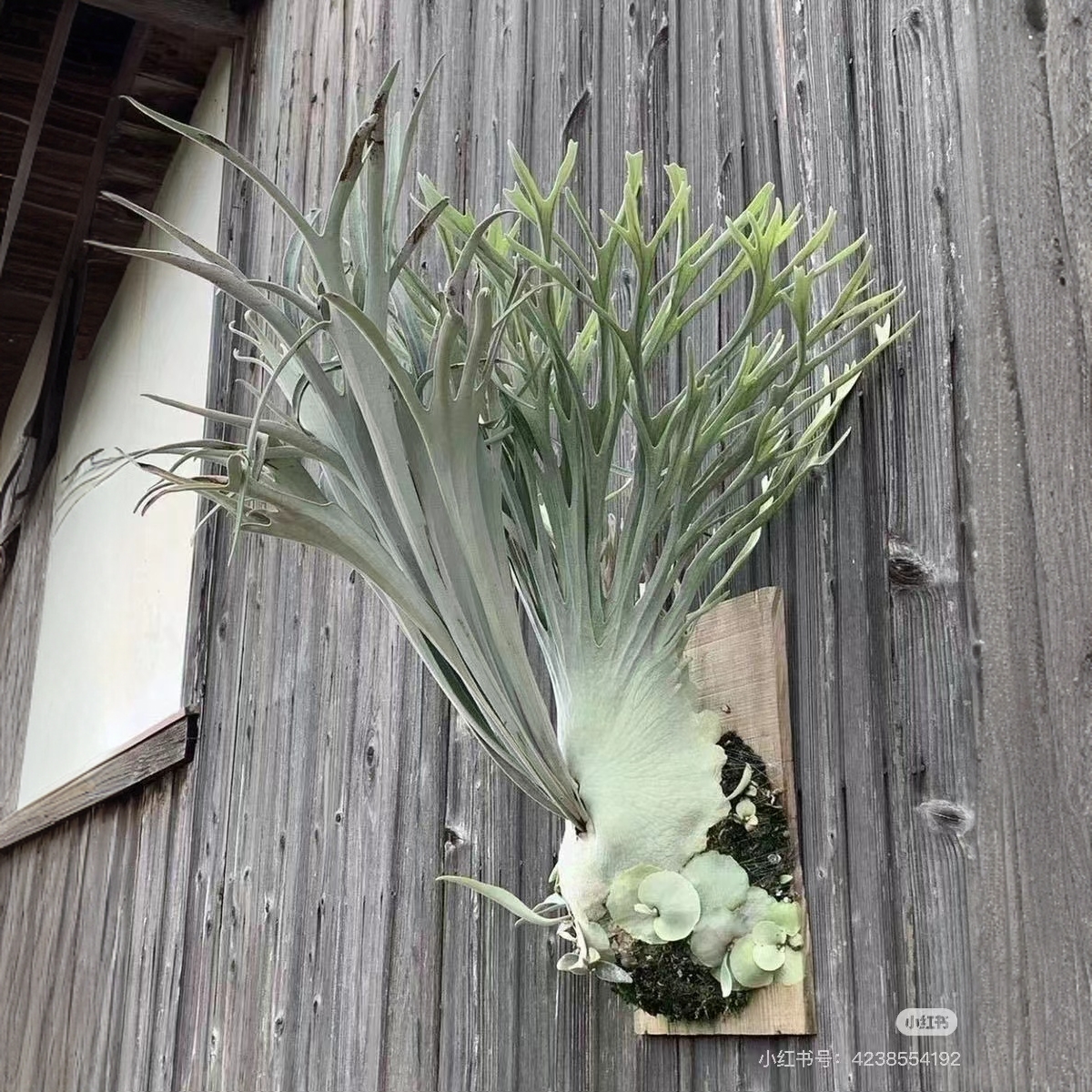 奥本河银鹿AR鹿角蕨室内植物软装挂件绿植ins风观叶植物