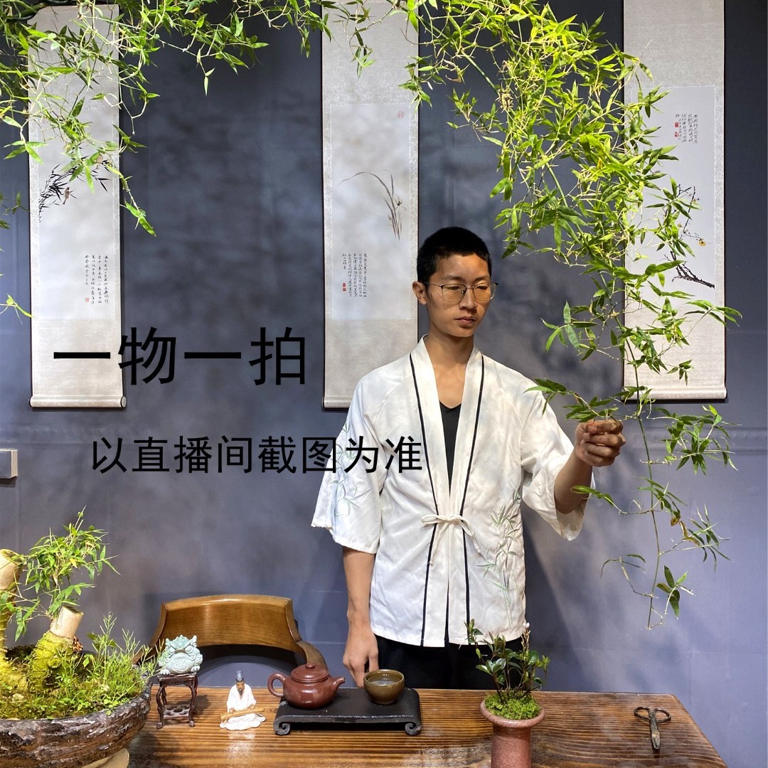CAITI/采缇1号链接 一物一拍初见盆景原创 竹子杂木海岛盆景