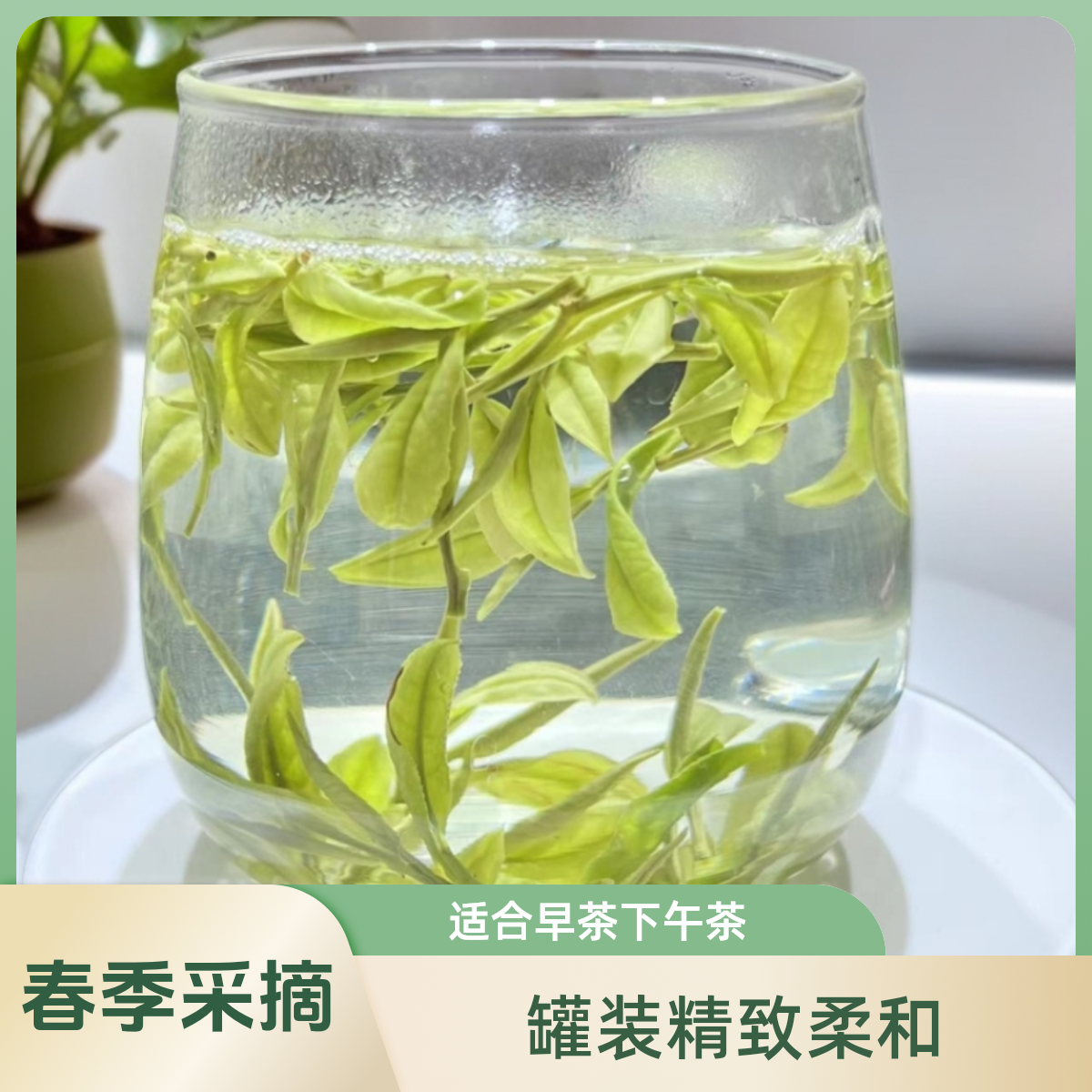 A198安吉.白茶#2025年新茶#高山白茶#兰花香鲜甜